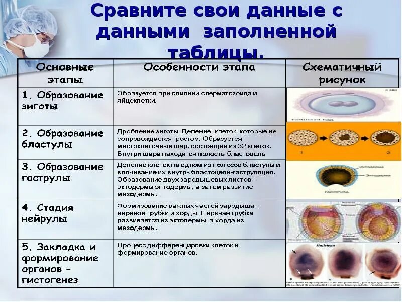 Дифференцировка эктодермы