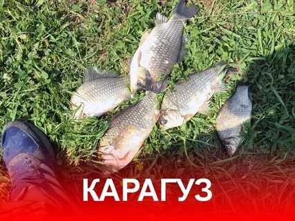 Карагуз