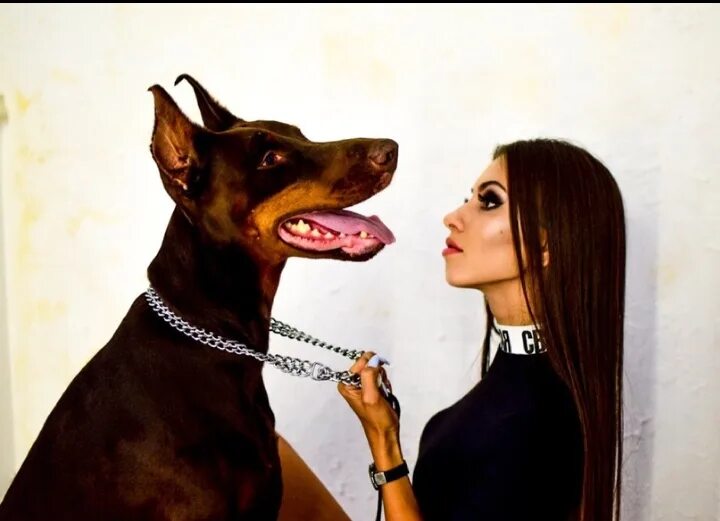 Doberman amanda episode. Зои Дойч с доберманом. Девушка с доберманами картина. Фотосессия с доберманом.