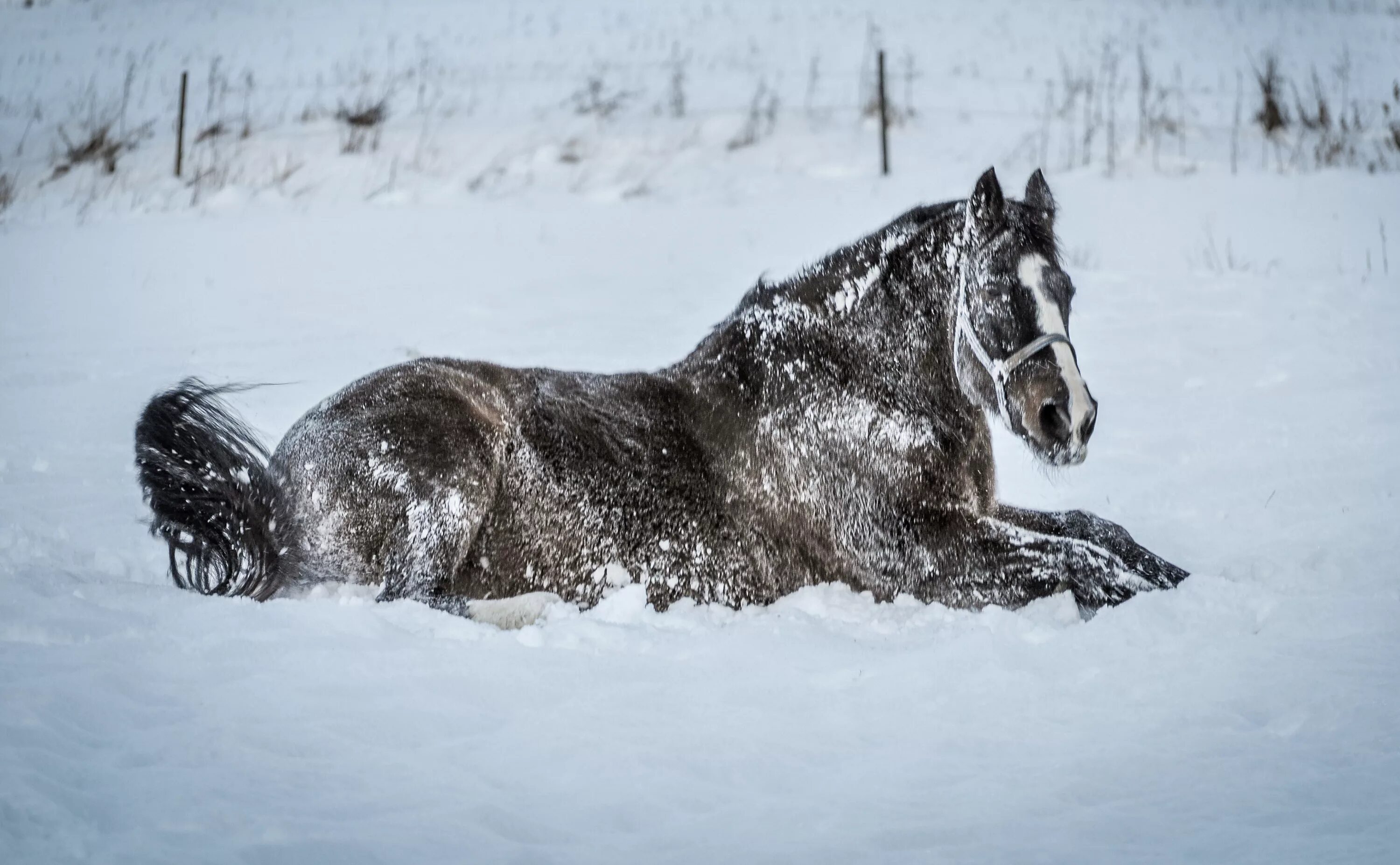 Лошади в снегу. Лошадки зимой. Лошадь валяется в снегу. Белый конь. Две лошади.