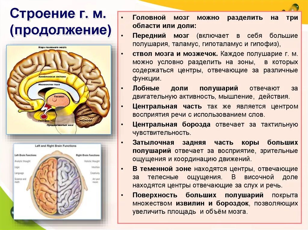 Строение головного мозга. Мозг человека строение и функции. Мозг человека анатомия кратко. Структуры переднего мозга.