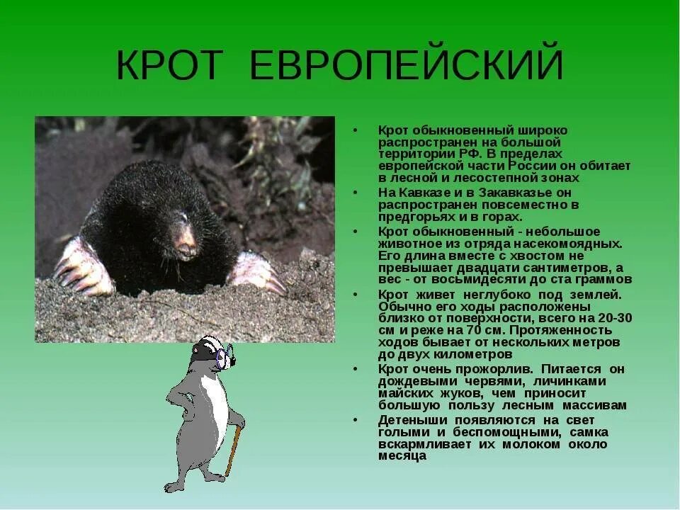 Особенности внешнего строения крота