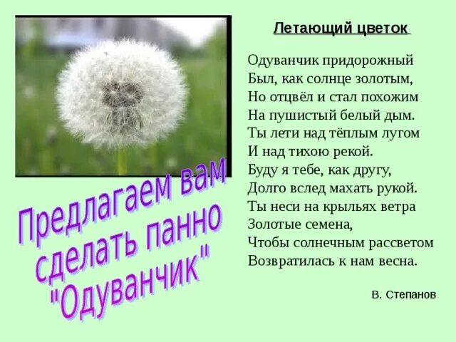 Похожие на одуванчики текст. Растение похожее на одуванчик пушистый. День одуванчика. Праздник Всемирный день одуванчика. Одуванчик придорожный стих.