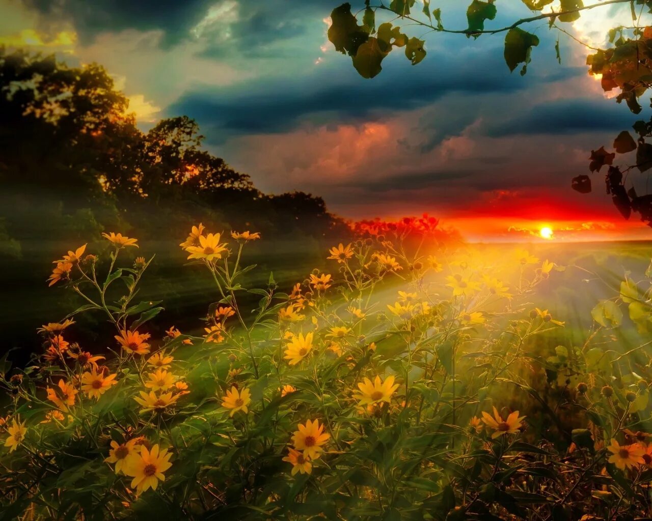 Красивый луг. Зеленый закат. Красивые луга. Жк-телевизор asano 43lf1110t. Закат на поляне.