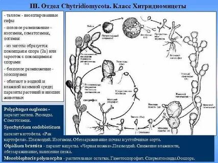 В жизненном цикле преобладает гаплоидное