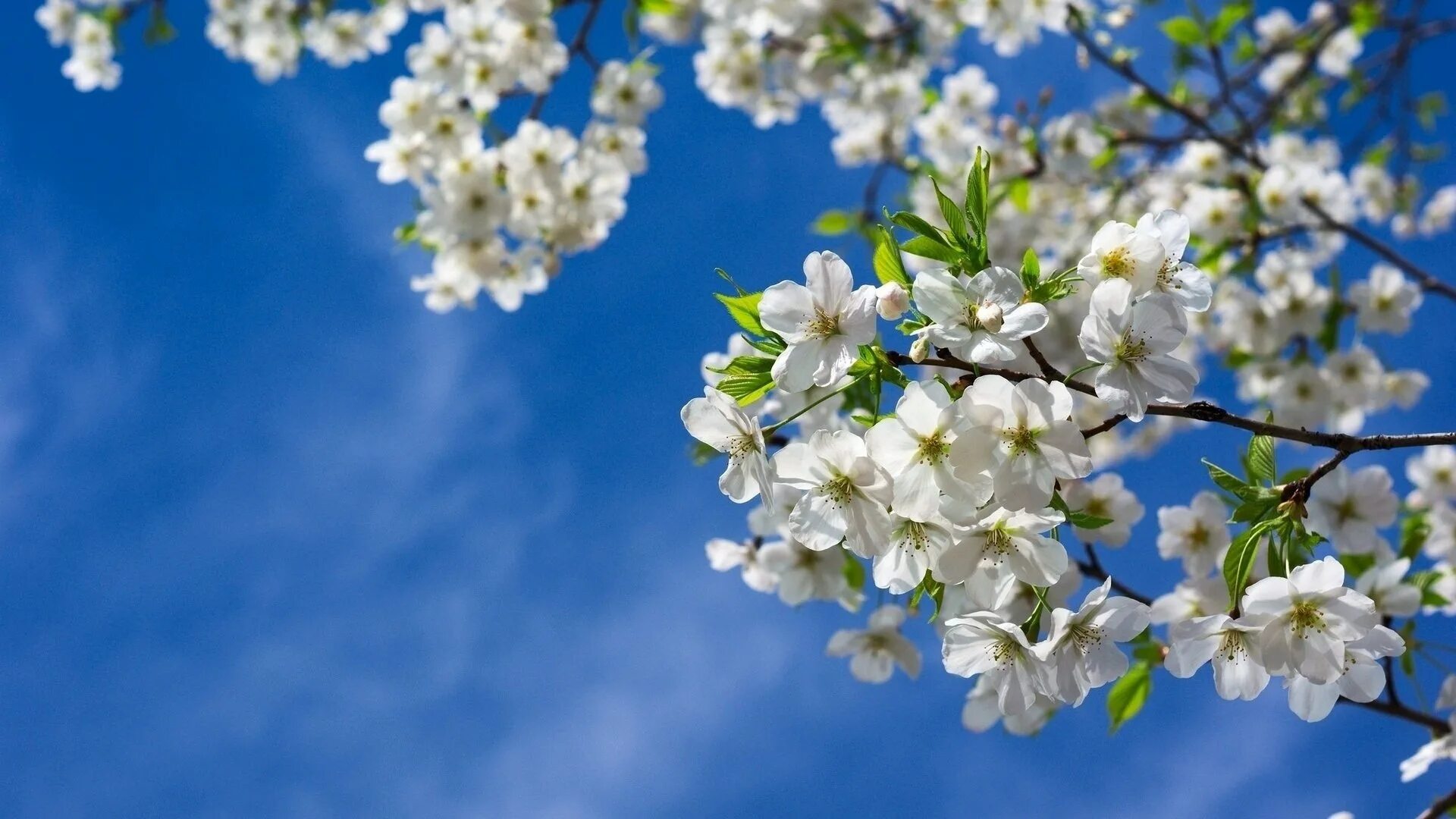 Темы связанные с весной. Цветущая вишня. Весенние цветы. Красивая Весенняя природа.