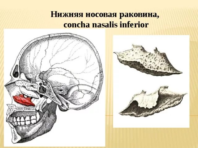 Носовая кость лицевого черепа. Нижняя носовая раковина кость анатомия. Нижняя носовая раковина анатомия в черепе. Нижняя носовая раковина, сошник ,носовая кость. Нижняя носовая раковина (Concha Nasalis inferior).