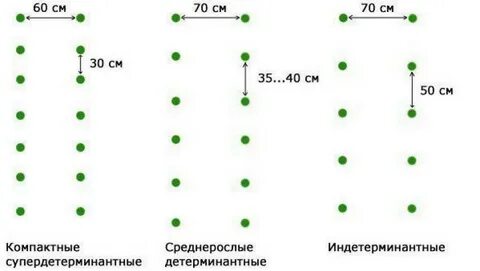 Рассада помидор на каком расстоянии