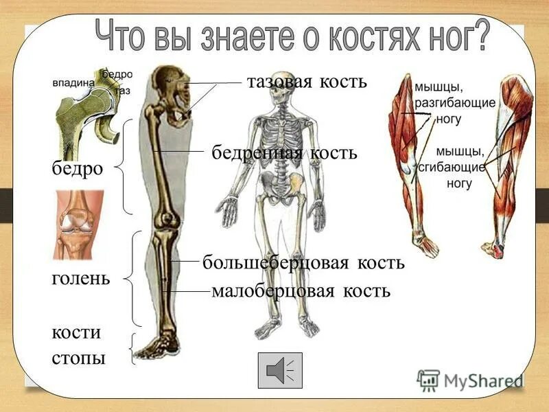 Где находится голень у человека впр. Берцовая кость 4) бедренная кость. Строение человека бедро голень. Бедро человека анатомия 4 класс. Нога описание всех частей.