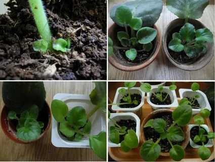 Укоренение черенков фиалками