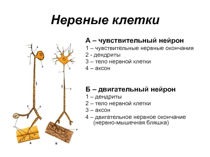 Нервные окончания функции. Аксон двигательного нейрона функции. Строение чувствительных нервных окончаний. Аксон чувствительного нейрона чувствительный Нейрон. Чувствительные и двигательные нервные окончания.