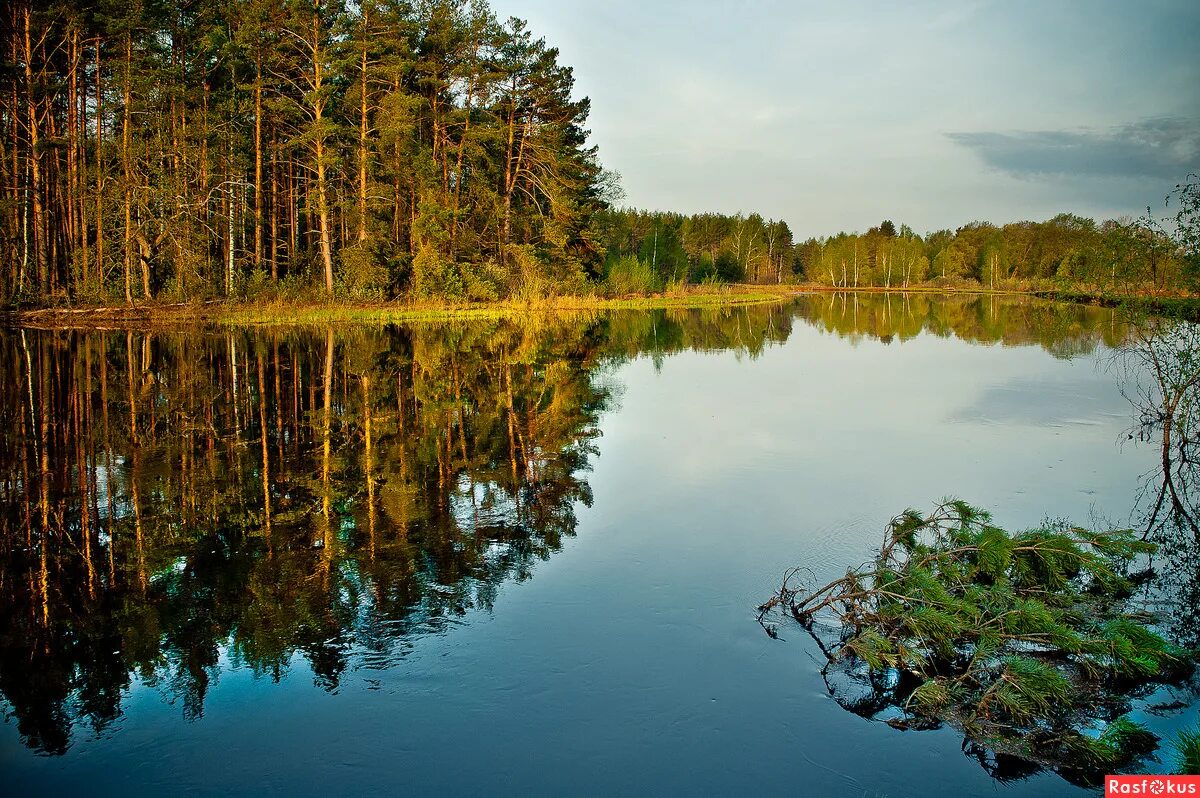 Мещера фото. Мещёра национальный парк. Мещера Окский заповедник. Парк Мещера во Владимирской области. Озеро Мещера Владимирская область.