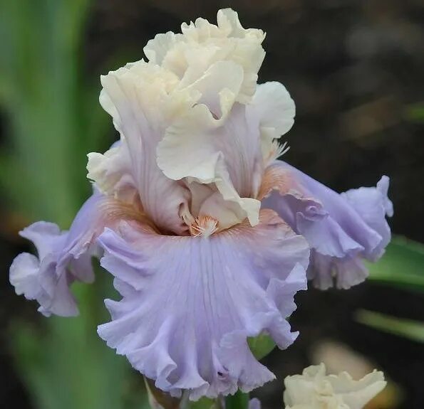 Ирис п. Ф. Ирис joke. Ирис бородатый пинк чарм. Ирис town crier.