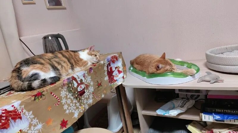 просто муся приют для кошек