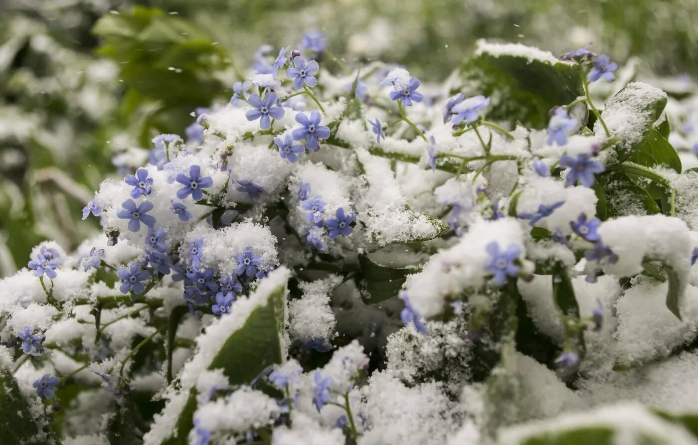 Подснежник хохлатка. Медуница зима. Медуница зимняя. Медуница зимняя. Медуница темная.