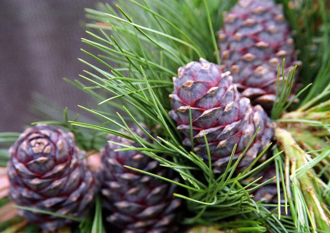 Сибирь. Кедр дальневосточный (pinus koraiensis). Кедровая сосна байкал. Кедр сибирский хвоинки. Сосна́ сиби́рская кедро́вая (pínus sibírica).