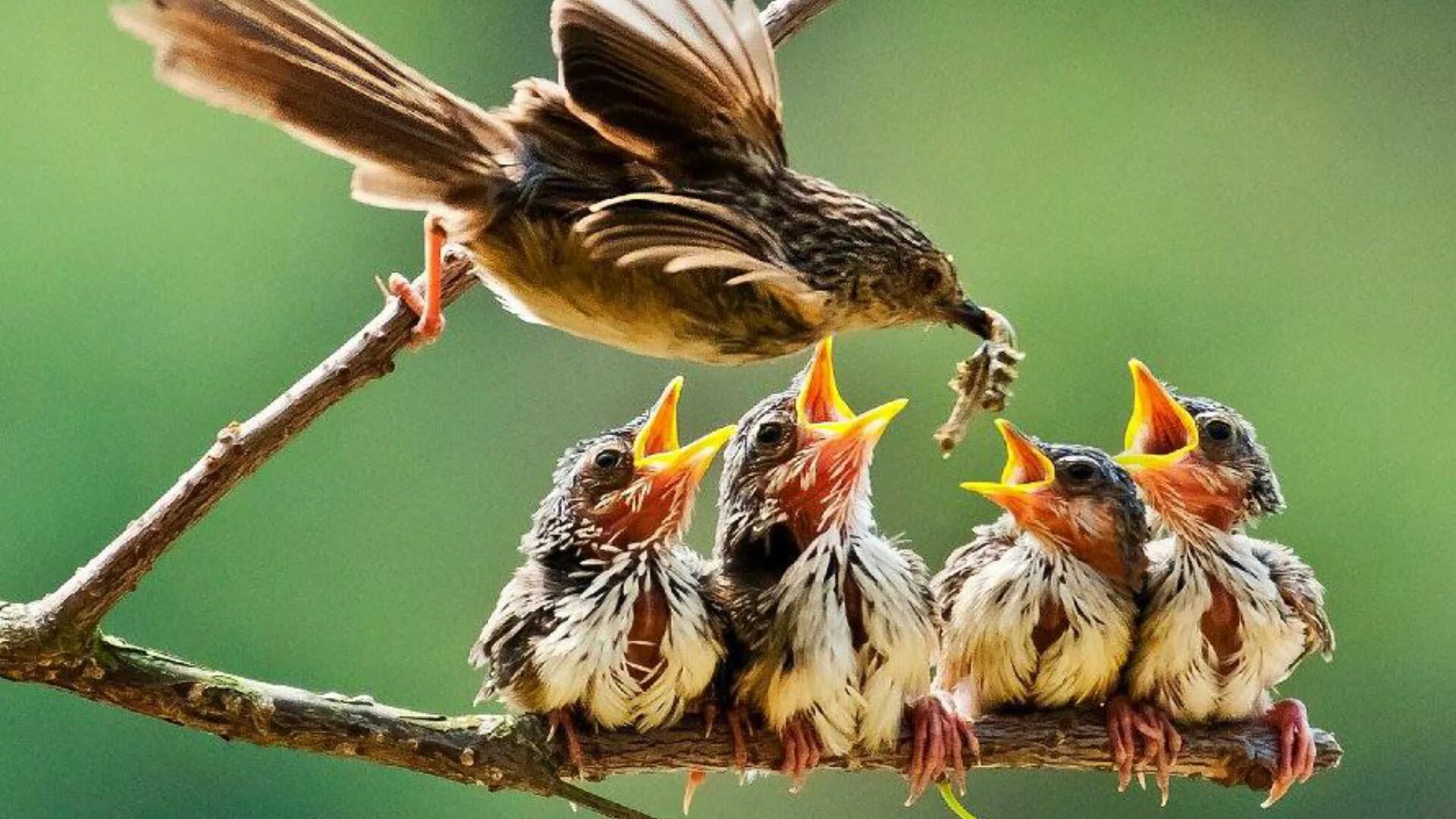 They like birds. Птицы. Птица с птенцами. Гнездовые птицы. Мама кормит птенцов.