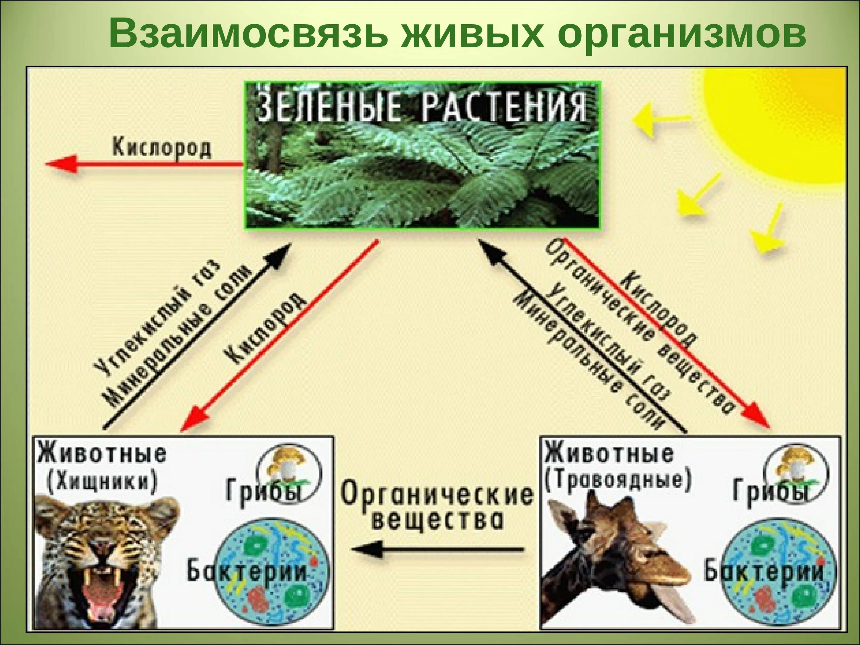 Взаимосвязь живых организмов. Взаимоотношения организмов живых организмов. Царство природы организмы. Взаимосвязь живых организмов в биосфере.