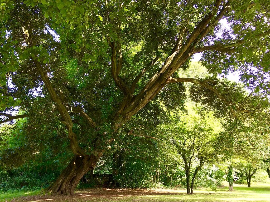 Европейского дерева год. Деревья в голландии. Дуб европейский дерево. Дерево свободы в италии. Спасское лутовиново тургеневский дуб.