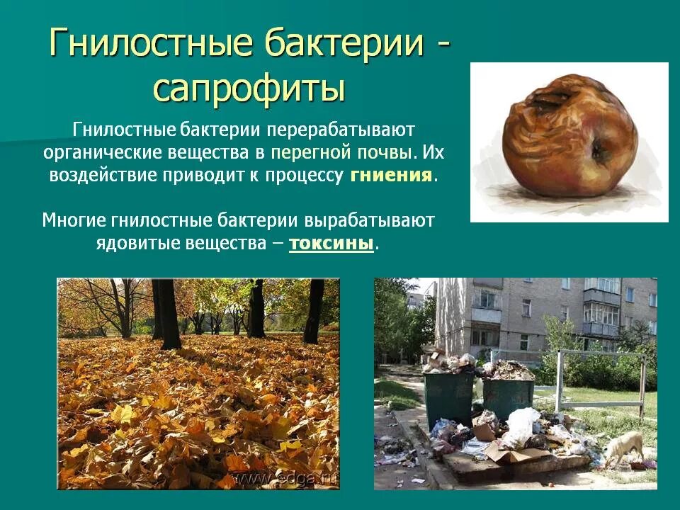 Микробы сапрофиты. Гнилостные бактерии сапрофиты. почвенные бактерии сапрофиты. гнилостные микроорганизмы.