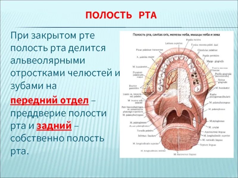 Ротовая полость относится. Строение ротовой полости. Ротовая полость строение фото. Анатомическое строение ротовой полости.