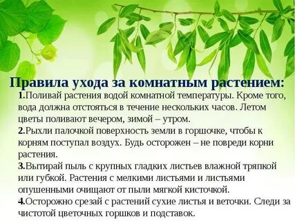 Как ухаживать за растениями презентация 1 класс