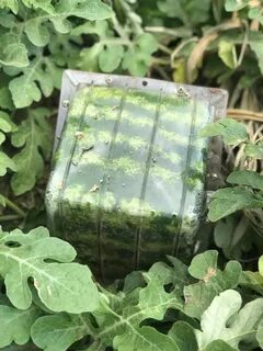 Почему выгодно выращивать чудо арбузы 2 причины
