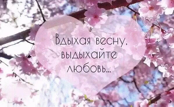 Вместо сотни слов. Приложите к моей душе весну. Приложите к душе весну, лёгкий шёлк голубых небес.. Дарим весну.