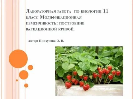 Лабораторная работа no 1 изменчивость организмов
