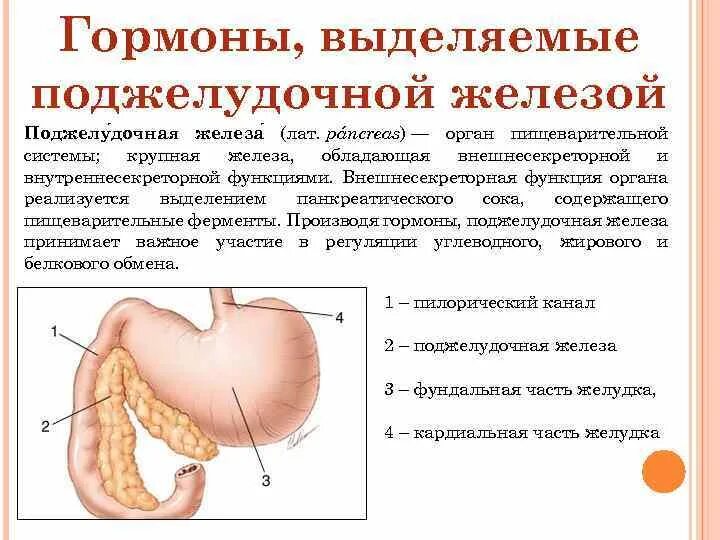 Основная пищеварительная функция поджелудочной железы - выделять. Поджелудочная железа выделяет гормон. Гормоны и функции гормонов поджелудочной железы. Гормональная функция поджелудочной железы. Поджелудочная железа избыток гормона