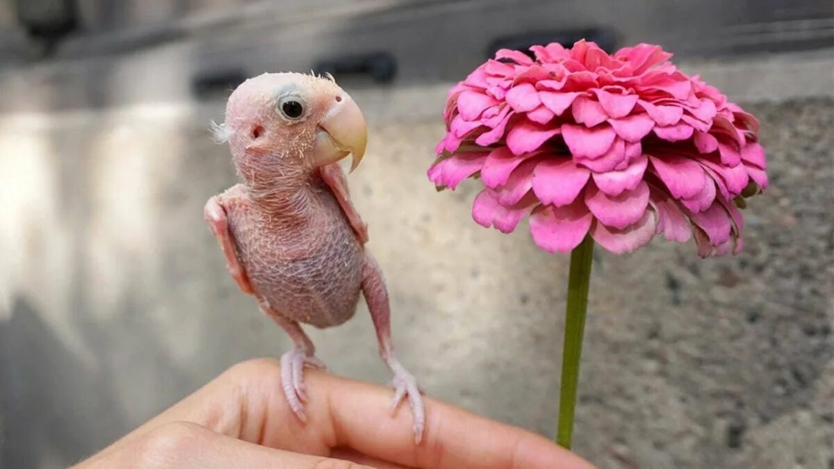 Человек животное без перьев