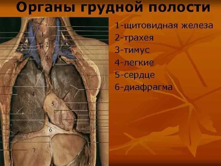 Анатомия грудной полости. Анатомия ГРУДНОСТИ полости. Органы грудной полостая.