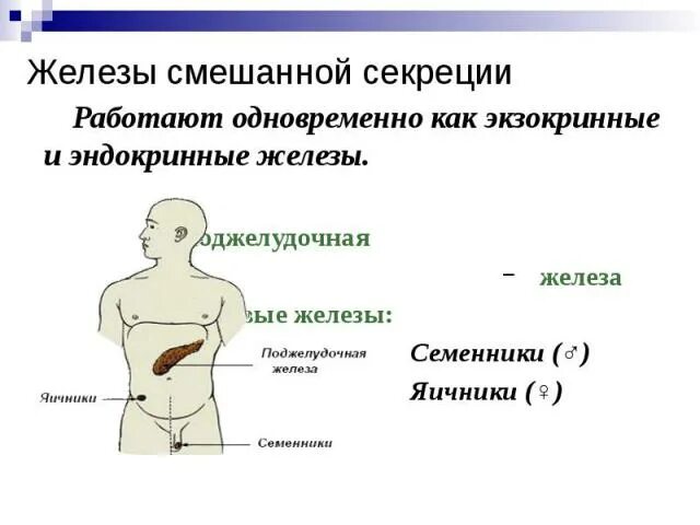 Железы смешанной секреции. Железы смешанной секреции человека. Яичники железы смешанной секреции. Укажите железы смешанной секреции. Какие железы являются смешанной секреции