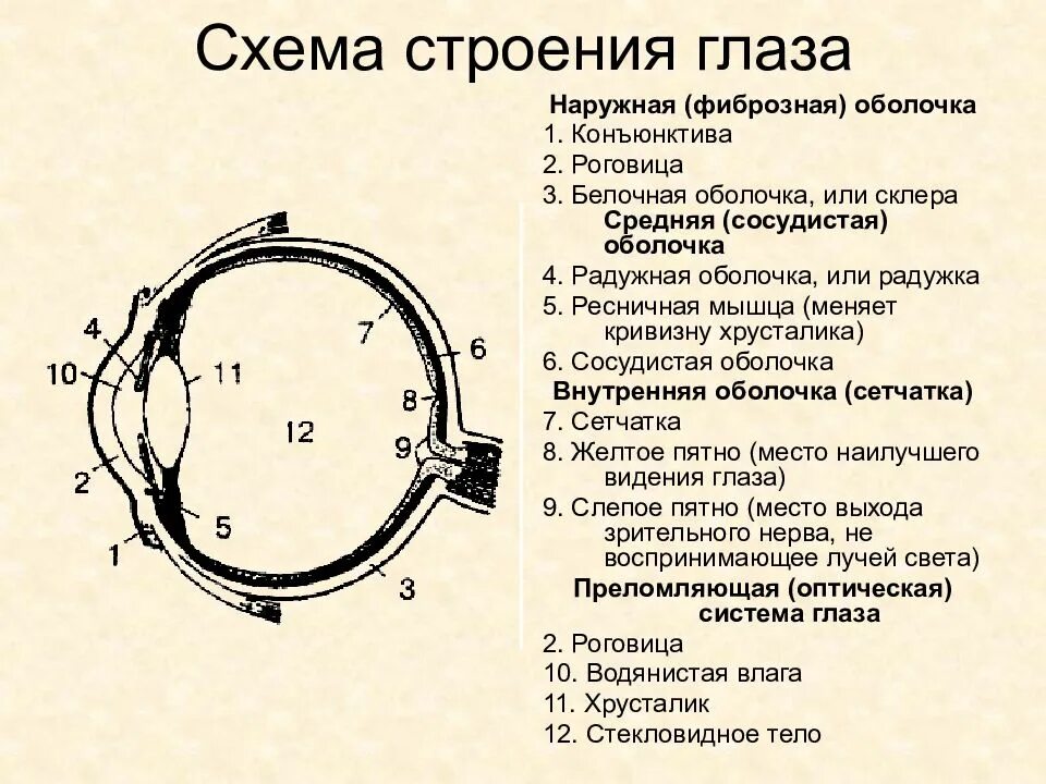 Схема строения глаза. Схема глаза человека. Внутреннее строение глаза. Строение глаза схема без подписи.