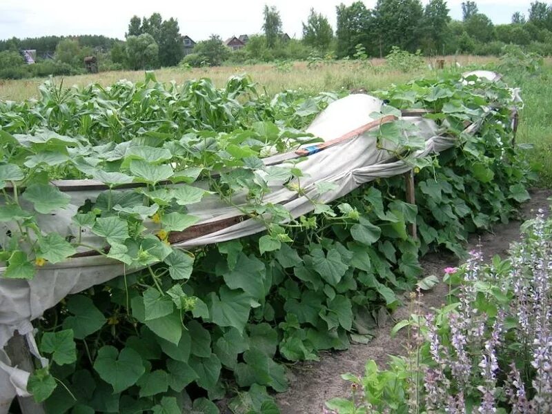 Фото подвязанных огурцов. Огурцы в открытом грунте. Подвязка огурцов. Огурцы подвязка в открытом грунте. Грядки с огурцами в открытом грунте.