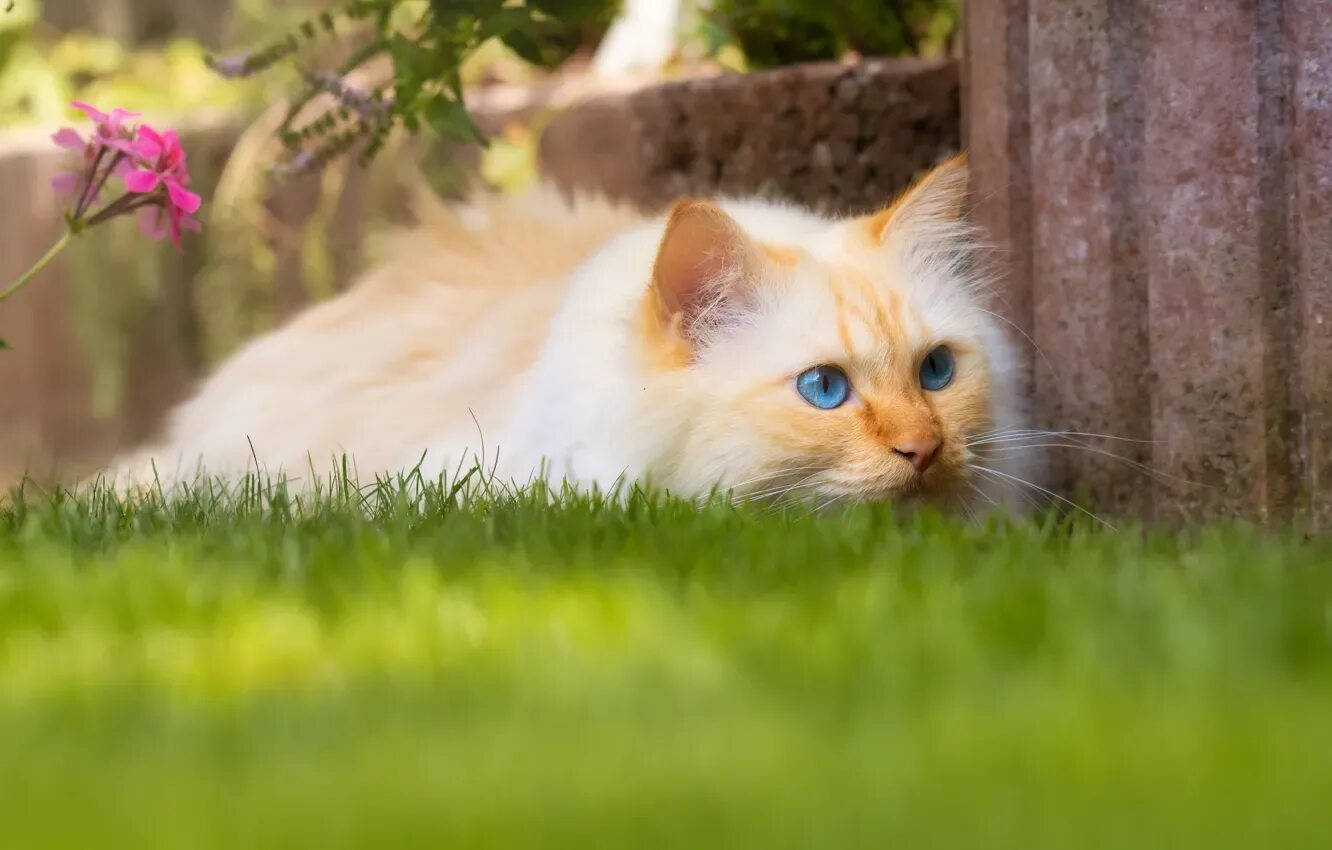 Кошки лето август. Котик в траве. Кот лето. Кошки. Рыжий кот лето.