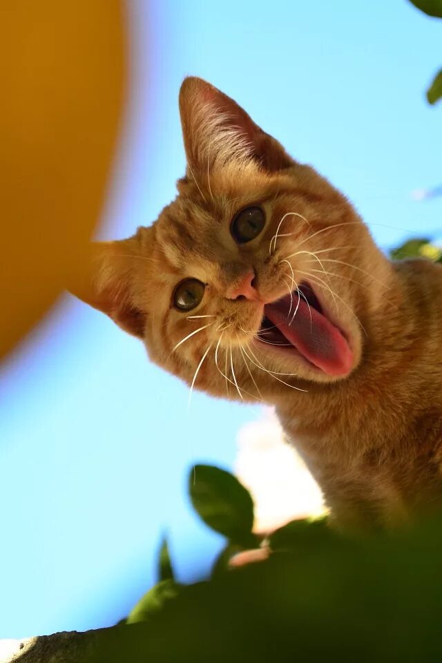 Киски показывают язык. Веселые кошки. Котик показывает язык. Кот дразнится. Рыжий кот с языком.