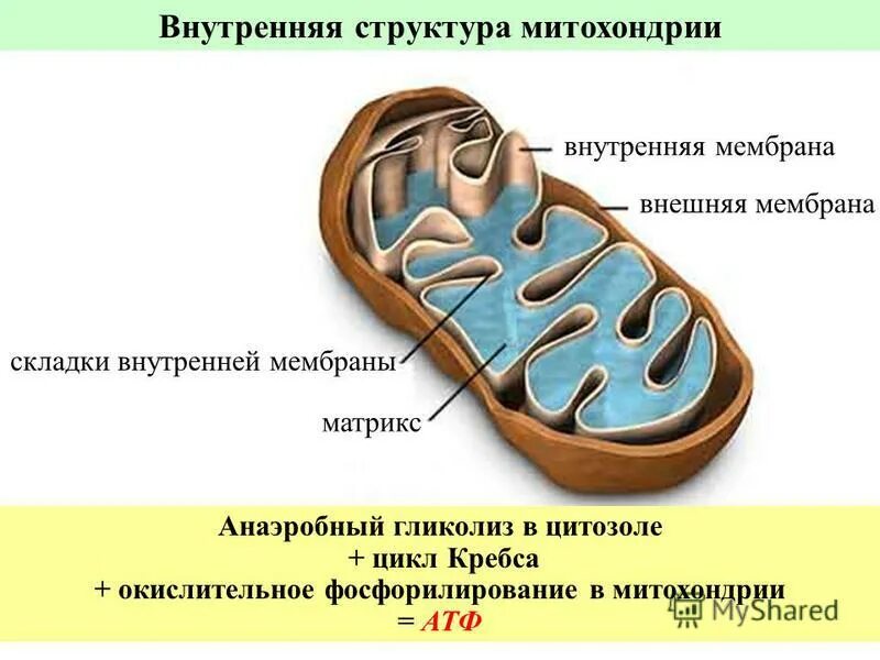 Складка мембраны функции. Складка мембраны функции