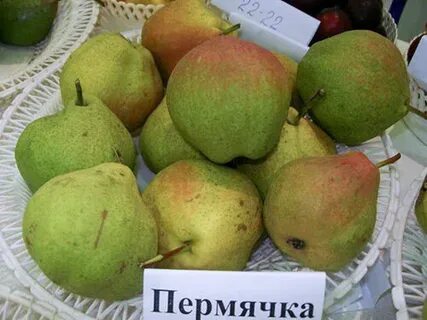 Сорт груши пермячка