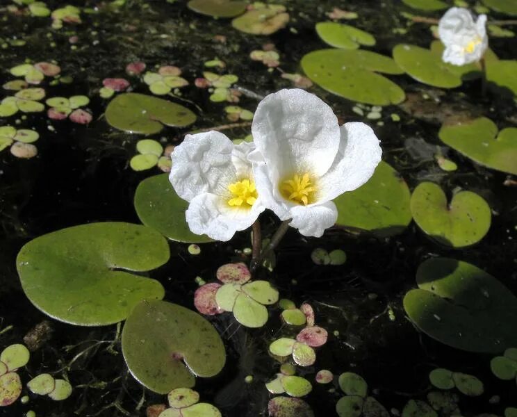 Водокрас обыкновенный. Водокрас Лягушачий. Водокрас обыкновенный (Hydrocharis morsus-Ranae). Водокрас Лягушачий (Hydrocharis morsus-Ranae).