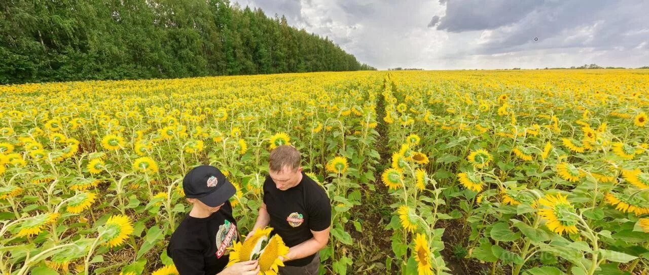 Агросоюз саратов. ООО Агросоюз Тамбов. Тамбов Подсолнухи. Тамбов ООО Агросоюз Агросоюз.