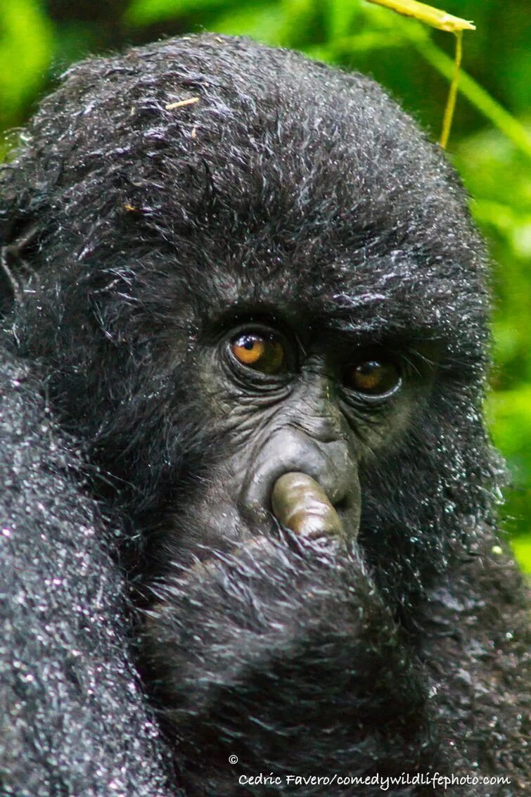 Забавные зверьки. Самые прикольные животные. Смешные картинки животных. Чёрный ринопитек. Покажи самых смешных животных.