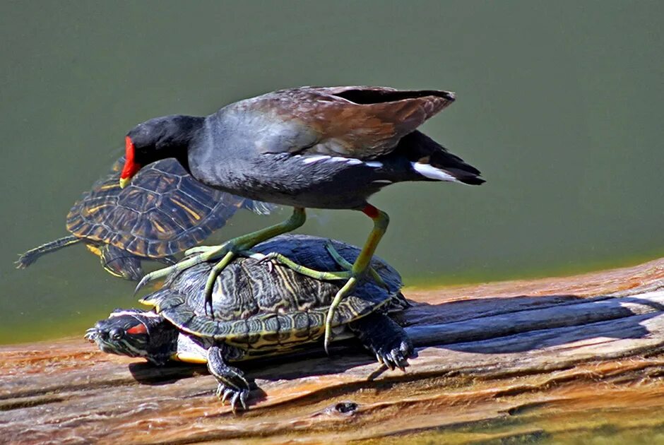 Смешные птицы. Черепаха и птица. Черепаха ест птицу. Птица которая ест черепашат.