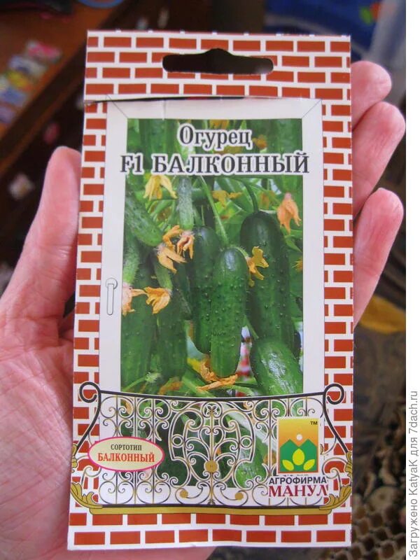 Манул огурец балконный f1. Огурец балконный f1 выращивание на окне. Огурец ф1 балконный. Огурец балконное чудо f1. Огурец f1 балконный 5шт.