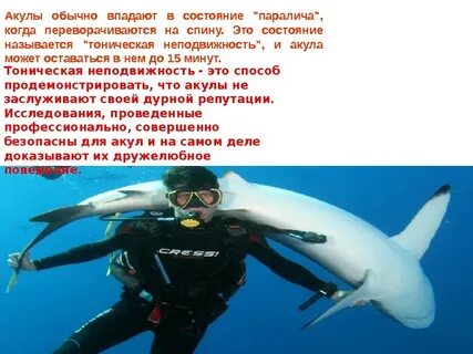 Акула не враг а средство