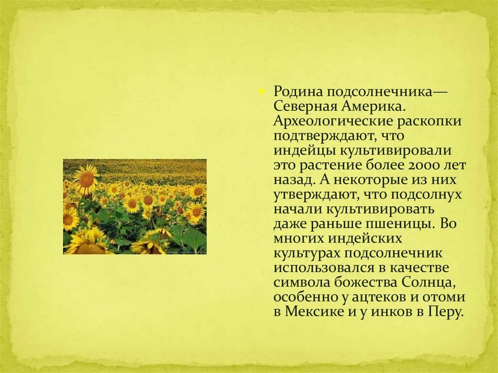 Пунктуационные правила родина подсолнечника. Родина подсолнуха. Что символизирует подсолнух. Откуда взялся подсолнух в России. Декоративный подсолнух начали опадать листья.