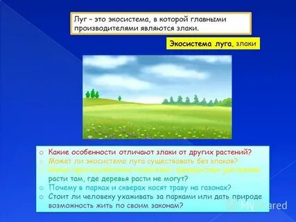 Экосистема луга 3
