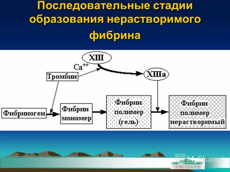 Схема образования активных форм кислорода биохимия. Первая фаза фотосинтеза световая. Фотосинтез у растений. В какую стадию образуется свободный кислород. Кислород в ходе фотосинтеза образуется в результате процесса.