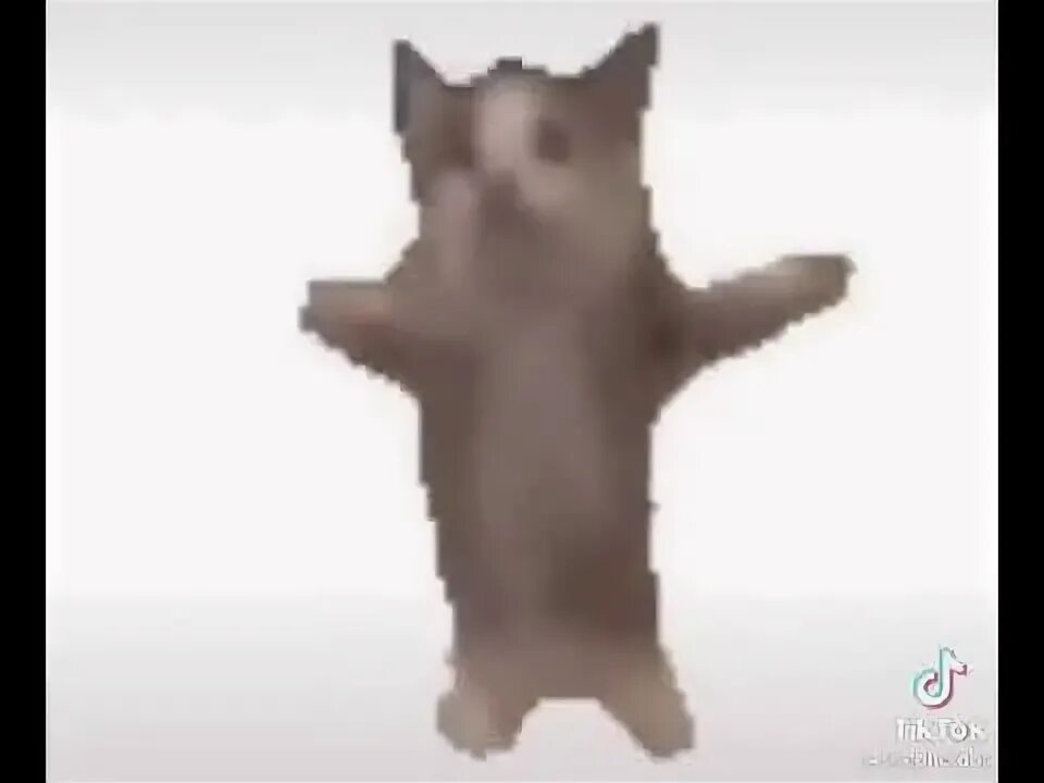 Танцующий кот под музыку. Танцующий кот мем. кот танцует мем. котёнок танцует мем. шакальный кот танцует.