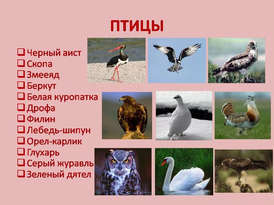 Какие из этих птиц занесены в красную книгу. Какие птицы занесены в красную книгу. Какая птица занесена. Какая птица занесена. Какая птица занесена.